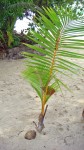 A new coconut palm is born.