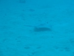 Series of stingray shots - also video at the end of the Gallery