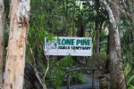 The following series is from the Lone Pine Koala Sanctuary outside Brisbane.