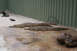 Freshwater Crocodiles