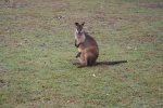 Wallaby Mother with Joey