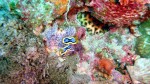 Nudie Branchs!  Tiny colorful sea slugs.