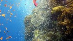 Aquarium effect from divers below
