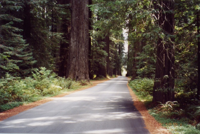 Avenue of the Giants - Redwoods State Park, Humbolt County, CA