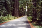 Avenue of the Giants - Redwoods State Park, Humbolt County, CA