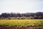 Vineyard near Hop Kiln.